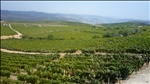 Quevedo vineyards toward the Douro River, Portugal